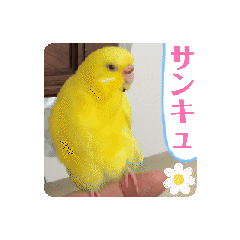 [LINEスタンプ] 全部ありがとうセキセイインコ黄色青色多国