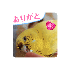 [LINEスタンプ] 全部ありがとうセキセイインコ青色黄色多国