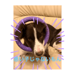 [LINEスタンプ] かなゆぬさ