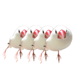 [LINEスタンプ] 文鳥さーん