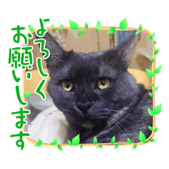 [LINEスタンプ] 猫もものスタンプ