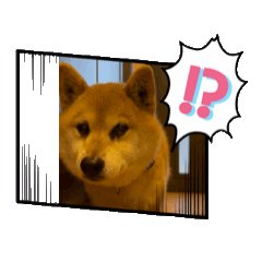 [LINEスタンプ] 柴犬たわしの画像（メイン）