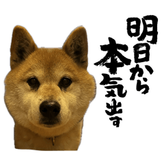 [LINEスタンプ] 柴犬たわし スタンプ