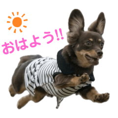 [LINEスタンプ] チワックスのなな