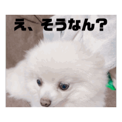 [LINEスタンプ] 白ポメラニアンのシノンさんは今日も動く