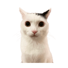 [LINEスタンプ] まつもとたける 証明写真（背景透過）