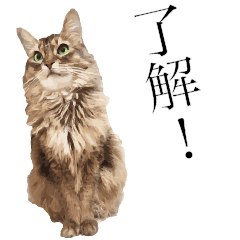 [LINEスタンプ] ねこのマリーちゃん