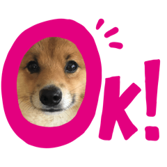 [LINEスタンプ] レンくん2（タヌキツネイッヌ）