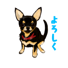 [LINEスタンプ] チワワ（Chihuahua）のスタンプ