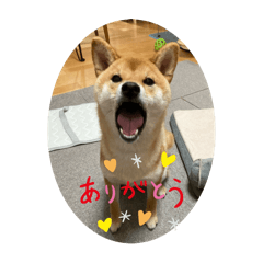 [LINEスタンプ] Shiba Uta4