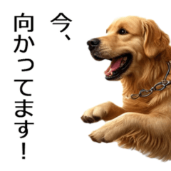 [LINEスタンプ] 愛らしさ満点！ゴールデンレトリバー