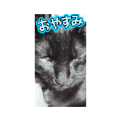 [LINEスタンプ] 猫ウケ