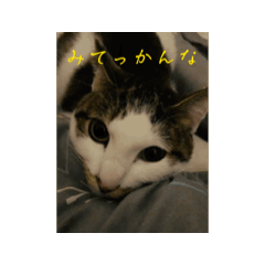 [LINEスタンプ] うちの猫はかわいい反抗心の画像（メイン）