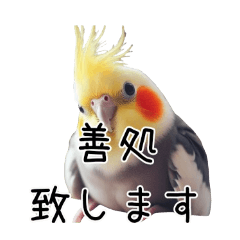 [LINEスタンプ] しれっとごまかすオカメインコ