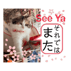 [LINEスタンプ] 我々動物連盟は代弁するvol.3 動く！猫殿下