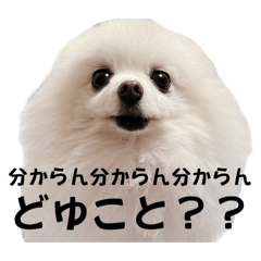 [LINEスタンプ] シノンさんのいけいけスタンプ