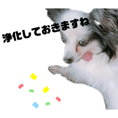 [LINEスタンプ] パピヨンクオンさんのスタンプ