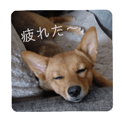 [LINEスタンプ] うちの犬 おはようからおやすみまで