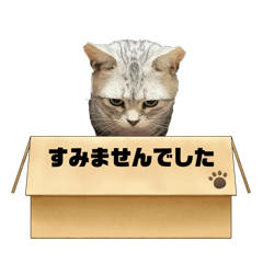 [LINEスタンプ] アメショ⭐︎神威くん⭐︎日常の画像（メイン）