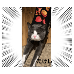 [LINEスタンプ] ハチワレたけしくん