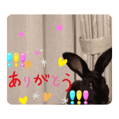 [LINEスタンプ] うさぎ＆ハムスター(くろくんとりんちゃん)