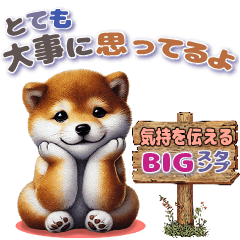 [LINEスタンプ] 柴犬さんの気持ちを伝えるBIGスタンプ