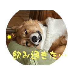 [LINEスタンプ] 毎日コーギー♪