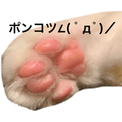 [LINEスタンプ] NUKOstamp shinpachi  ヌコしんぱち