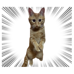 [LINEスタンプ] 竹内家のニャンズ