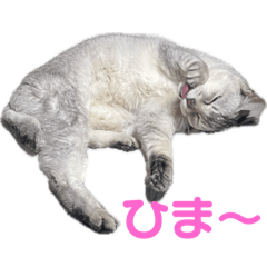 [LINEスタンプ] のんびりももちゃんの日常