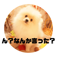 [LINEスタンプ] ポメラニアン - 犬 - 癒し -日常会話の画像（メイン）