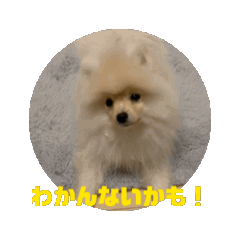 [LINEスタンプ] ポメラニアン - 犬 - 福丸ちゃんの画像（メイン）