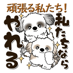 [LINEスタンプ] シーズー犬 『頑張り屋さん』working hard！