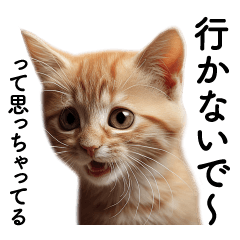 [LINEスタンプ] 彼氏にかわいく嫉妬する子猫ミーム