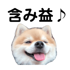 [LINEスタンプ] トレードするポメラニアン