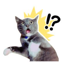 [LINEスタンプ] きらりんスタンプ〜3匹のねこ〜