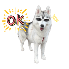 [LINEスタンプ] ハスキーのあられちゃん1の画像（メイン）