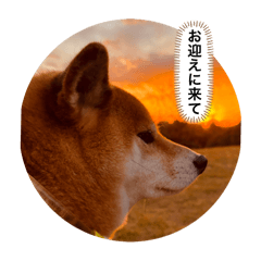 [LINEスタンプ] Shiba Uta5