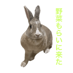 [LINEスタンプ] うさぎのいなり3の画像（メイン）