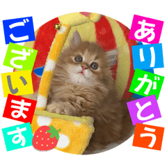 [LINEスタンプ] ねこまーち モコモコ甘えん坊くん