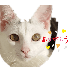 [LINEスタンプ] 猫 ネコ cat