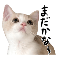 [LINEスタンプ] 猫殿の日常