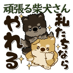 [LINEスタンプ] 柴犬さん『頑張り屋さん』working hard！