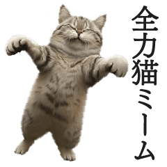 [LINEスタンプ] 全力サバトラ猫ミーム(よく使う言葉)