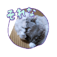 [LINEスタンプ] なめネコにゃん