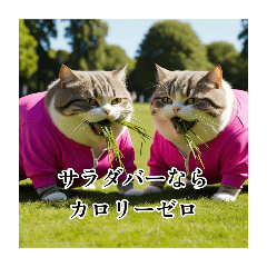 [LINEスタンプ] ダイエットを頑張る猫