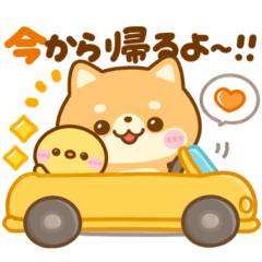 [LINEスタンプ] 毎日家族連絡♡豆柴日和