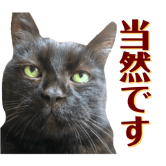 [LINEスタンプ] 黒猫トムチ7