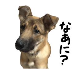 [LINEスタンプ] 子犬の雑種犬キューブ スタンプ2