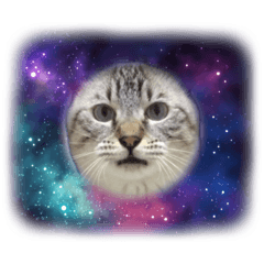[LINEスタンプ] キャッツとアニー2